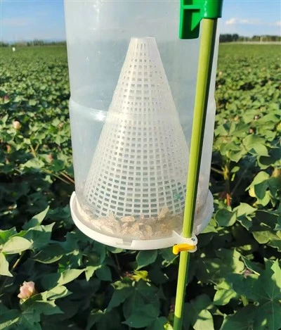 Gaistí Pheromone Péiste Cluas Arbhair