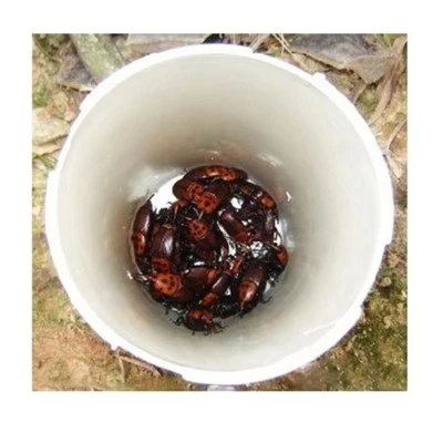 Gaistí Pheromone Red Palm Gobachán